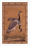 Cranes by Mansur, Jahangir Period, Mughal, 1775 by Indian School