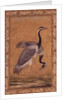 Cranes by Mansur, Jahangir Period, Mughal, 1775 by Indian School