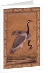 Cranes by Mansur, Jahangir Period, Mughal, 1775 by Indian School