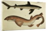 Lesser Spotted Dogfish, Pl.93 from 'Naturgeschichte und Abbildung der Fische' by H.R. Schinz, 1836 by German School