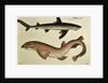 Lesser Spotted Dogfish, Pl.93 from 'Naturgeschichte und Abbildung der Fische' by H.R. Schinz, 1836 by German School