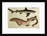 Lesser Spotted Dogfish, Pl.93 from 'Naturgeschichte und Abbildung der Fische' by H.R. Schinz, 1836 by German School
