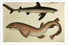 Lesser Spotted Dogfish, Pl.93 from 'Naturgeschichte und Abbildung der Fische' by H.R. Schinz, 1836 by German School