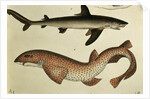 Lesser Spotted Dogfish, Pl.93 from 'Naturgeschichte und Abbildung der Fische' by H.R. Schinz, 1836 by German School