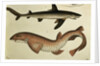 Lesser Spotted Dogfish, Pl.93 from 'Naturgeschichte und Abbildung der Fische' by H.R. Schinz, 1836 by German School