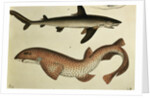 Lesser Spotted Dogfish, Pl.93 from 'Naturgeschichte und Abbildung der Fische' by H.R. Schinz, 1836 by German School