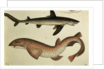 Lesser Spotted Dogfish, Pl.93 from 'Naturgeschichte und Abbildung der Fische' by H.R. Schinz, 1836 by German School