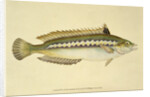 Rainbow Wrasse, Pl.96 from 'The Natural History of British Fishes', pub. by E. Donovan and F.C. & J. Rivington, 1806 by Anonymous