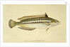 Rainbow Wrasse, Pl.96 from 'The Natural History of British Fishes', pub. by E. Donovan and F.C. & J. Rivington, 1806 by Anonymous