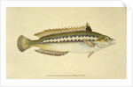 Rainbow Wrasse, Pl.96 from 'The Natural History of British Fishes', pub. by E. Donovan and F.C. & J. Rivington, 1806 by Anonymous