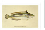 Rainbow Wrasse, Pl.96 from 'The Natural History of British Fishes', pub. by E. Donovan and F.C. & J. Rivington, 1806 by Anonymous