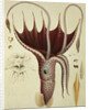 Squid, Pl.2 from 'Histoire Naturelle Generale et Particuliere des Cephalopodes Acetabuliferes', pub. by Ferussac & D'Orbigny, Paris, 1835-48, by Antoine Chazal (after)