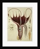 Squid, Pl.2 from 'Histoire Naturelle Generale et Particuliere des Cephalopodes Acetabuliferes', pub. by Ferussac & D'Orbigny, Paris, 1835-48, by Antoine Chazal (after)