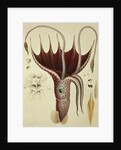 Squid, Pl.2 from 'Histoire Naturelle Generale et Particuliere des Cephalopodes Acetabuliferes', pub. by Ferussac & D'Orbigny, Paris, 1835-48, by Antoine Chazal (after)