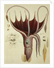 Squid, Pl.2 from 'Histoire Naturelle Generale et Particuliere des Cephalopodes Acetabuliferes', pub. by Ferussac & D'Orbigny, Paris, 1835-48, by Antoine Chazal (after)