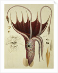 Squid, Pl.2 from 'Histoire Naturelle Generale et Particuliere des Cephalopodes Acetabuliferes', pub. by Ferussac & D'Orbigny, Paris, 1835-48, by Antoine Chazal (after)