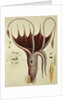Squid, Pl.2 from 'Histoire Naturelle Generale et Particuliere des Cephalopodes Acetabuliferes', pub. by Ferussac & D'Orbigny, Paris, 1835-48, by Antoine Chazal (after)