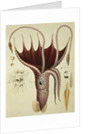 Squid, Pl.2 from 'Histoire Naturelle Generale et Particuliere des Cephalopodes Acetabuliferes', pub. by Ferussac & D'Orbigny, Paris, 1835-48, by Antoine Chazal (after)