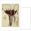 Squid, Pl.2 from 'Histoire Naturelle Generale et Particuliere des Cephalopodes Acetabuliferes', pub. by Ferussac & D'Orbigny, Paris, 1835-48, by Antoine Chazal (after)