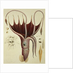 Squid, Pl.2 from 'Histoire Naturelle Generale et Particuliere des Cephalopodes Acetabuliferes', pub. by Ferussac & D'Orbigny, Paris, 1835-48, by Antoine Chazal (after)