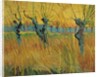 Pollard willows at sunset, 1888 by Vincent van Gogh