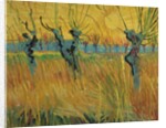 Pollard willows at sunset, 1888 by Vincent van Gogh