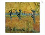 Pollard willows at sunset, 1888 by Vincent van Gogh