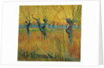 Pollard willows at sunset, 1888 by Vincent van Gogh