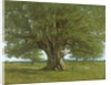 The Flagey Oak Tree, 1864 by Gustave Courbet