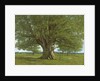 The Flagey Oak Tree, 1864 by Gustave Courbet