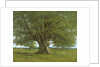 The Flagey Oak Tree, 1864 by Gustave Courbet