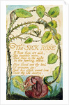 The Sick Rose by William Blake