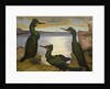 Shags, 1938 by Cedric Morris