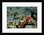 Concert of Birds by Frans Snyders or Snijders
