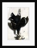 Trompe l'oeil of a black grouse and finches by Jacobus Biltius