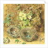 Primroses and Birds' Nests by William Henry Hunt