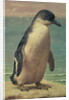 Study of a Penguin by Henry Stacy Marks