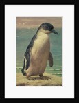 Study of a Penguin by Henry Stacy Marks