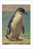 Study of a Penguin by Henry Stacy Marks