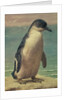 Study of a Penguin by Henry Stacy Marks