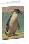 Study of a Penguin by Henry Stacy Marks
