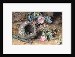 Wild Roses and Birds' Nests by William Henry Hunt