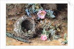 Wild Roses and Birds' Nests by William Henry Hunt