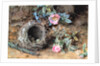 Wild Roses and Birds' Nests by William Henry Hunt