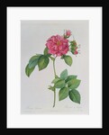 Rosa Turbinata by Pierre Joseph Redouté