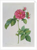 Rosa Turbinata by Pierre Joseph Redouté