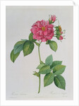 Rosa Turbinata by Pierre Joseph Redouté
