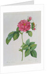 Rosa Turbinata by Pierre Joseph Redouté