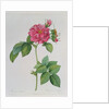 Rosa Turbinata by Pierre Joseph Redouté