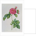Rosa Turbinata by Pierre Joseph Redouté